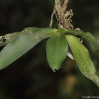 Gastrochilus acaulis (Lindl.) Kuntze
